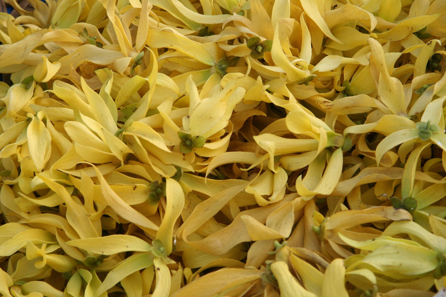 Ylang Ylang Hydrosol 3oz